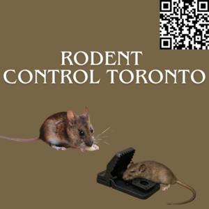 Safe and Effective Rodent Control Toronto