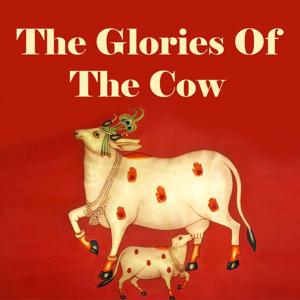 The Glories Of The Cow