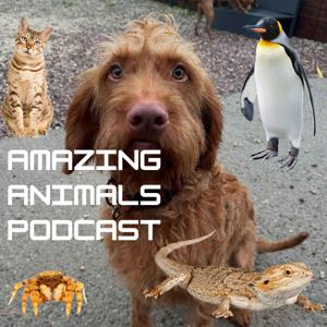 Amazing Animals Podcast