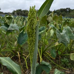 はにまのこえにっき