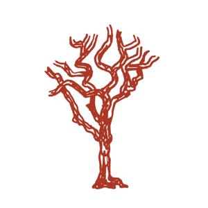 Angophora Arts