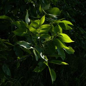 Fotosíntesis: Energía y Vida