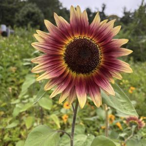 From Sirens to Sunflowers