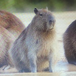 Antes de arreglar el mundo………arreglémonos nosotros . ( música : it’s la vida loca , Kelly Boesch)