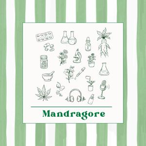 Mandragore