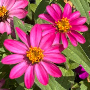 Enjoy and Bless: Reflections on Unschooling as a Follower of Jesus