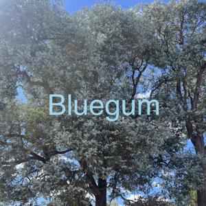 Bluegum