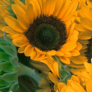 The Blooming of The Light