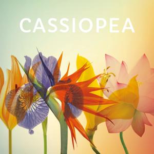 Cassiopea