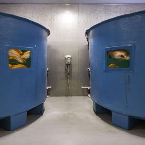 MainStream Aquaculture - Industry Update