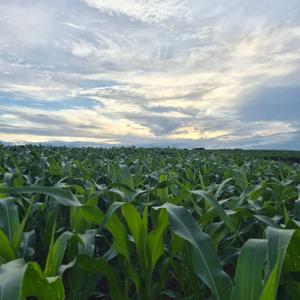 Saúde mental  a juventude