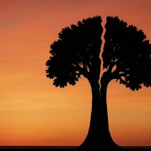 Siblings by Circumstance