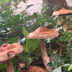 A Wonderful World of Fungi