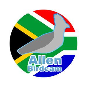 Birdsounds - Allenbirdcam