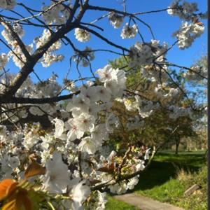 Spring in Laughton