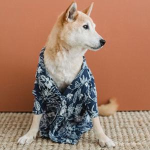 Paws & Prestige: The Art of Modern Dog Living
