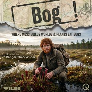 Bog
