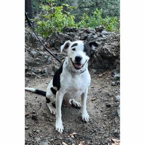Doggy Dutch Audio Stories