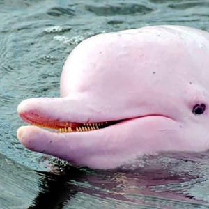 El delfin rosado del amazonas