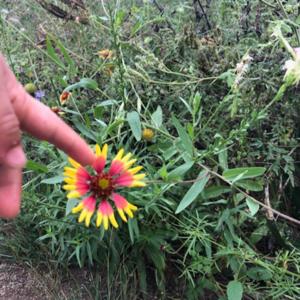Cogitate