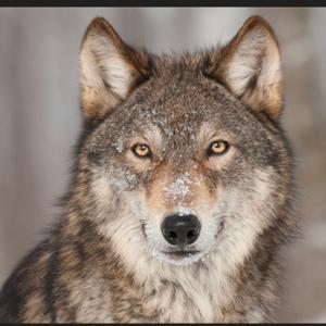 Predictive for Lonley wolf