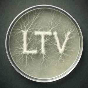 Lichen The Vibe
