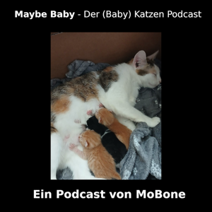 Maybe Baby - Der (Baby) Katzen Podcast