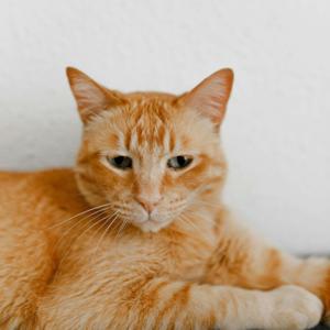 The Purrcast Chronicles Podcast