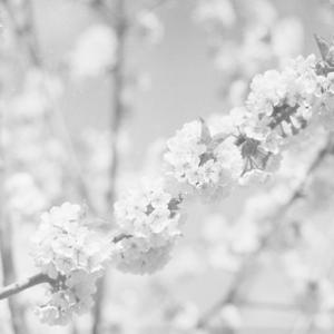 Flowering Branch