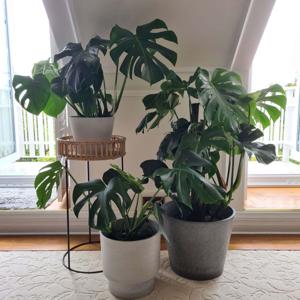 How Hanging Plant Pots Can Solve Common