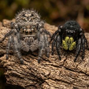 Tangle and Gaze: Jumping Spider Queens