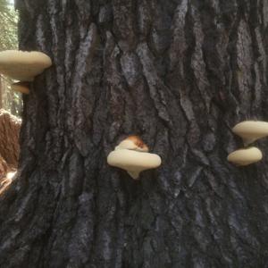 Tree Science today
