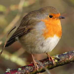 Life Through Feathers: The Garden Bird Podcast