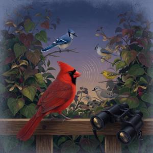 Backyard Bird ID Audio