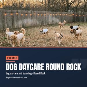 Dog Daycare Round Rock