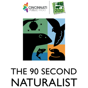 The 90 Second Naturalist