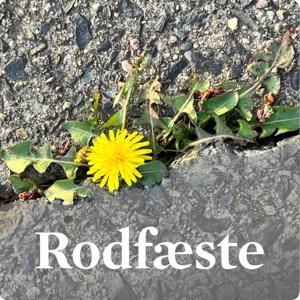 Rodfæste