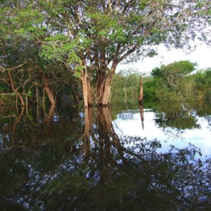 amazonas Zierfische