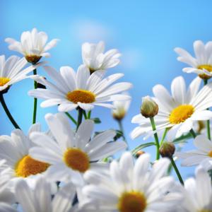 Plants of the World