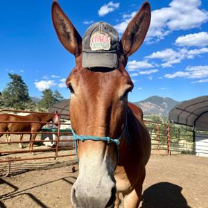 Off Grid with Horses
