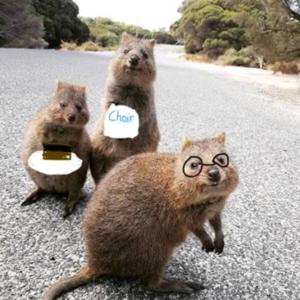 The Happy Choir
