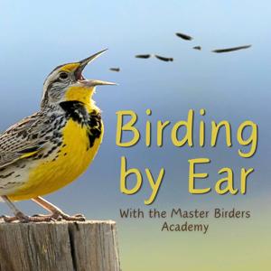Birding by Ear with the Master Birders Academy