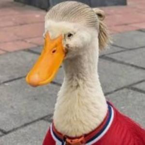 glory ducks