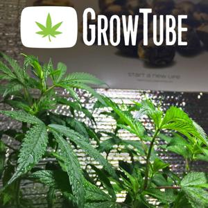 GrowTube - The Show For Cannabis Growers
