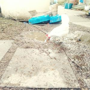 Chicken empire