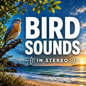 Bird Sounds in Stereo: Immersive Birdsong and Nature Ambience for Sleep, Relaxation, Meditation, and Stress Relief