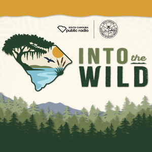 Into the Wild