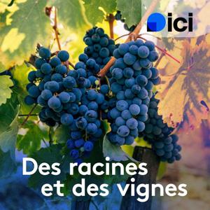 Des racines et des vignes
