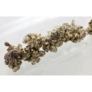 How strontium builds bones and records climate