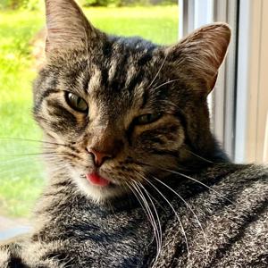 Warrior Cats mit Chilltatze